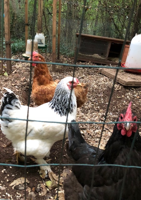 farming - chickens